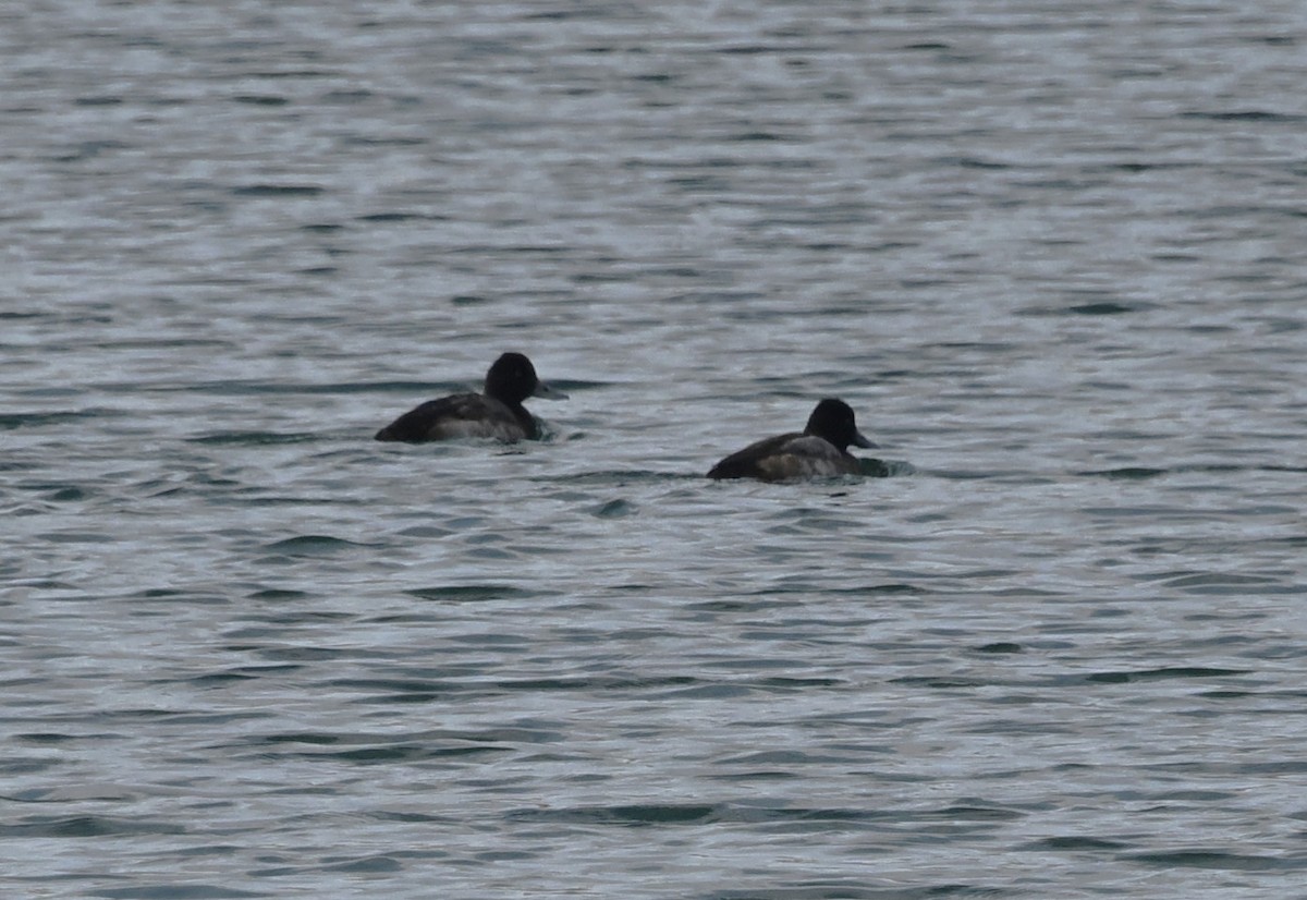 Porrón Bola - ML646801898