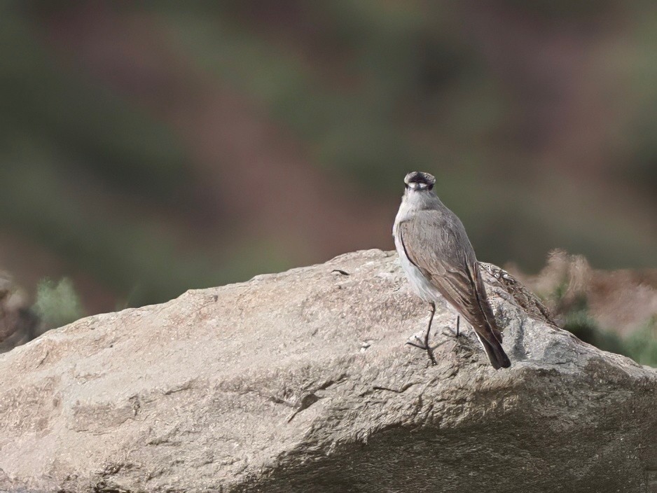 Black-fronted Ground-Tyrant - ML646801899