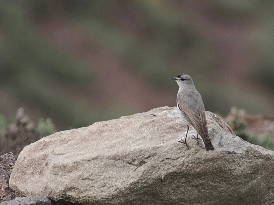 Black-fronted Ground-Tyrant - ML646801900