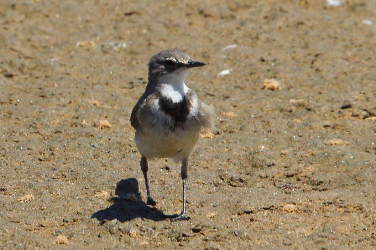 Cape Wagtail - ML646801901
