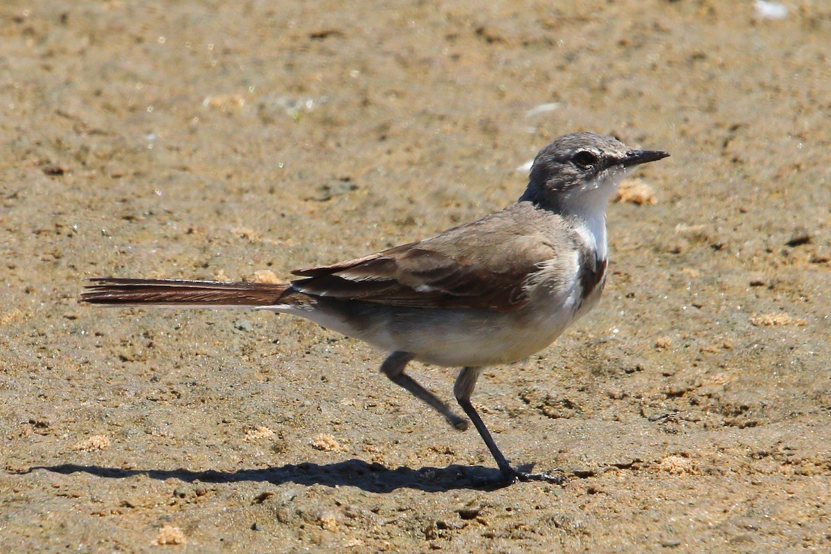 Cape Wagtail - ML646801902