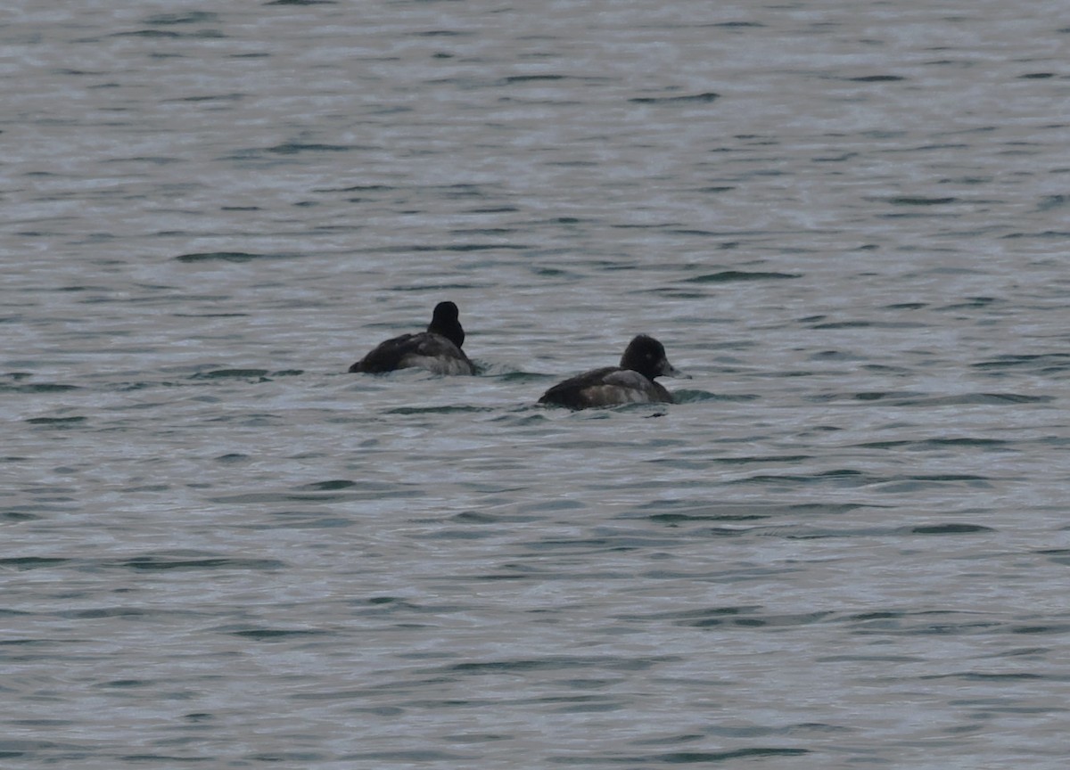 Porrón Bola - ML646801903