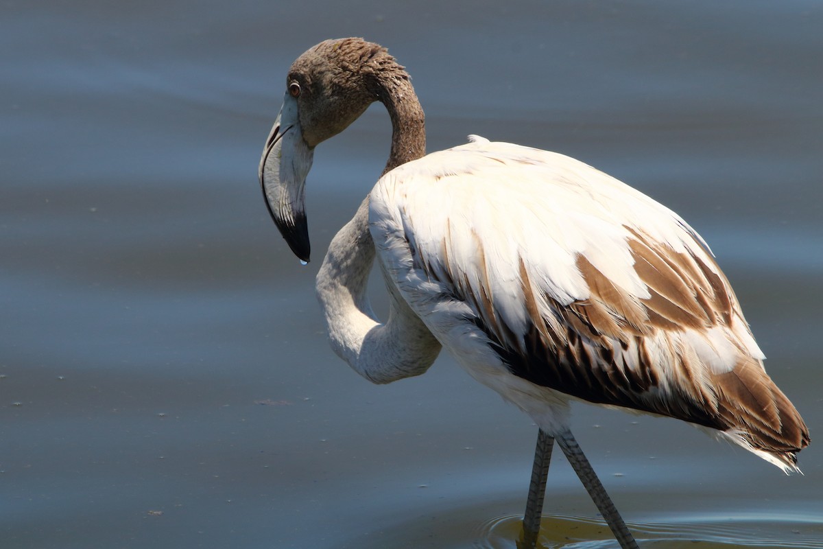 Greater Flamingo - ML646801907
