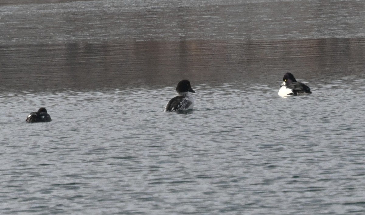 Porrón Osculado - ML646801908