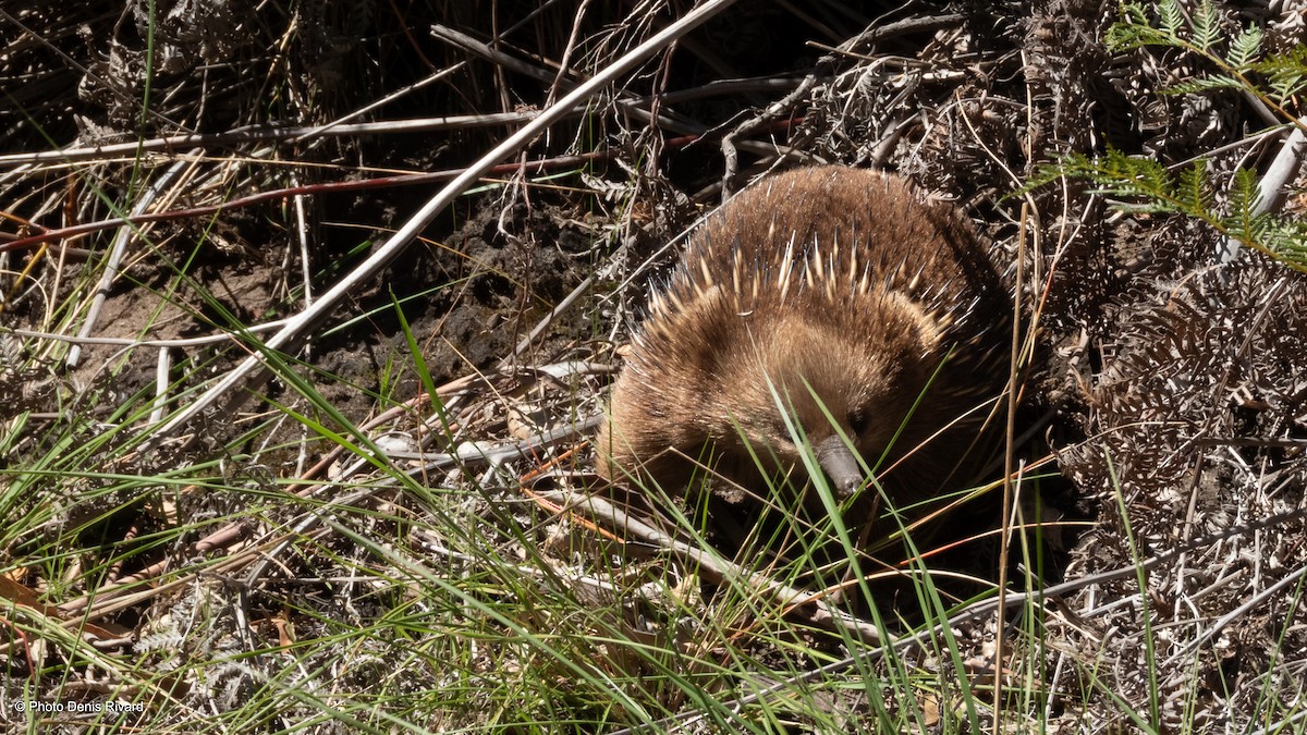 Tasmanian Echidna - ML646801909