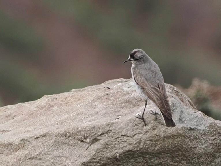 Black-fronted Ground-Tyrant - ML646801913