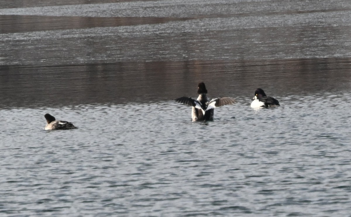 Porrón Osculado - ML646801915