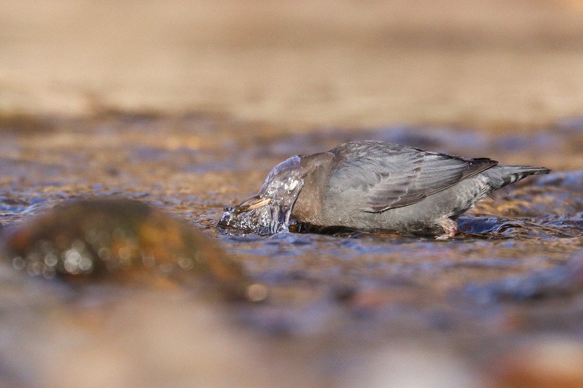 gråfossekall - ML646801916