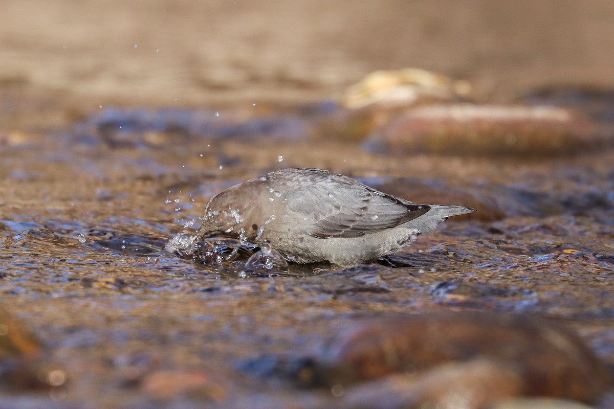 gråfossekall - ML646801917