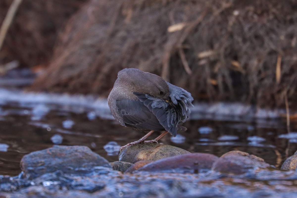 gråfossekall - ML646801918