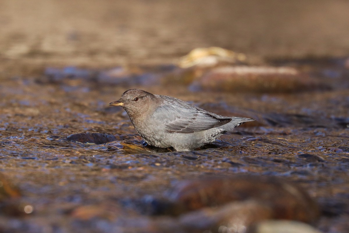 gråfossekall - ML646801919