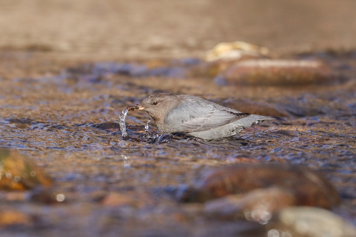 gråfossekall - ML646801920