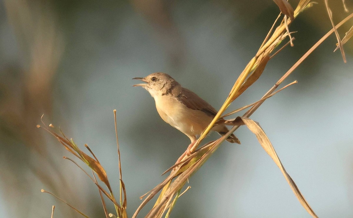 Cisticole rousse - ML646801921