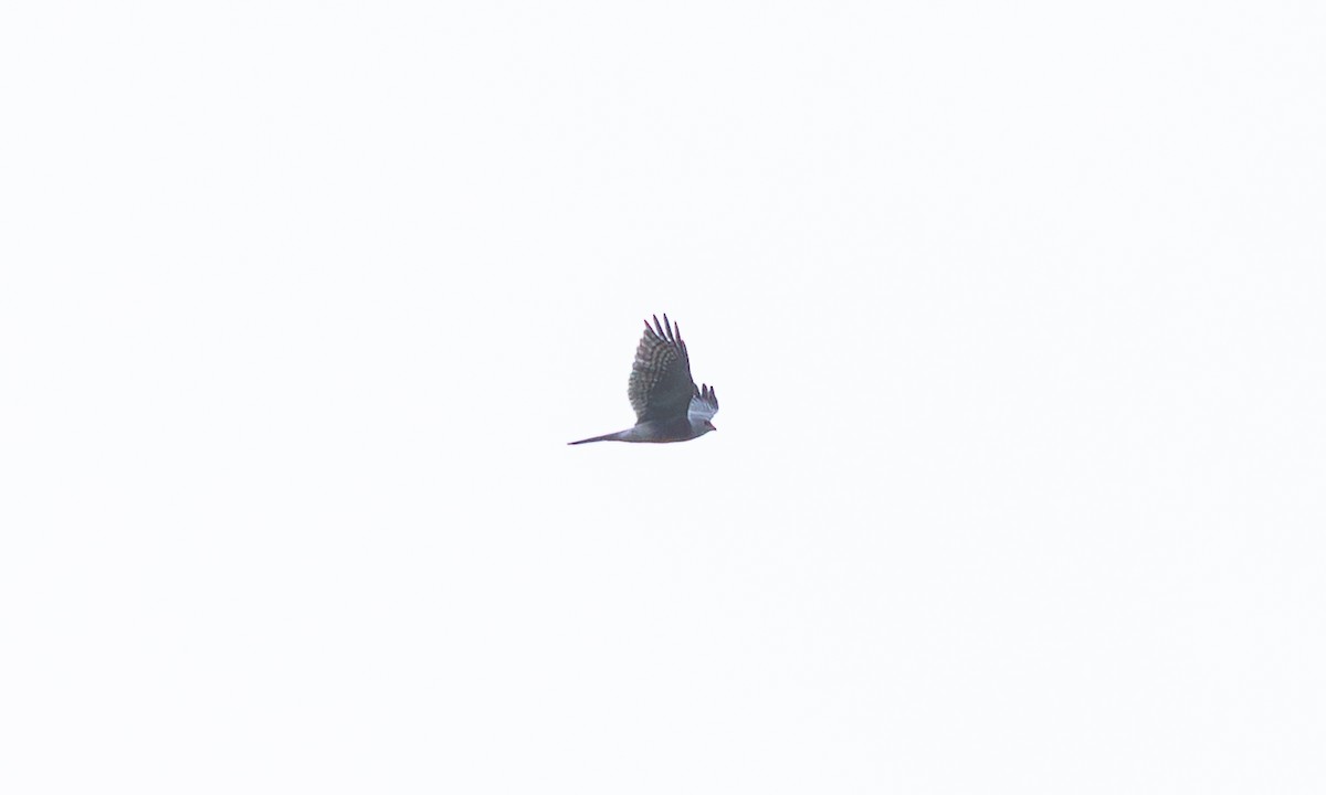 Japanese Sparrowhawk - ML646801923