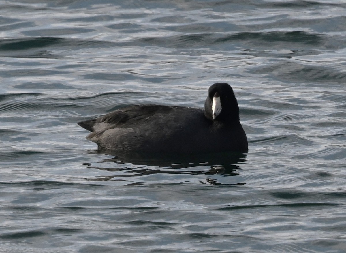 Focha Americana - ML646801924