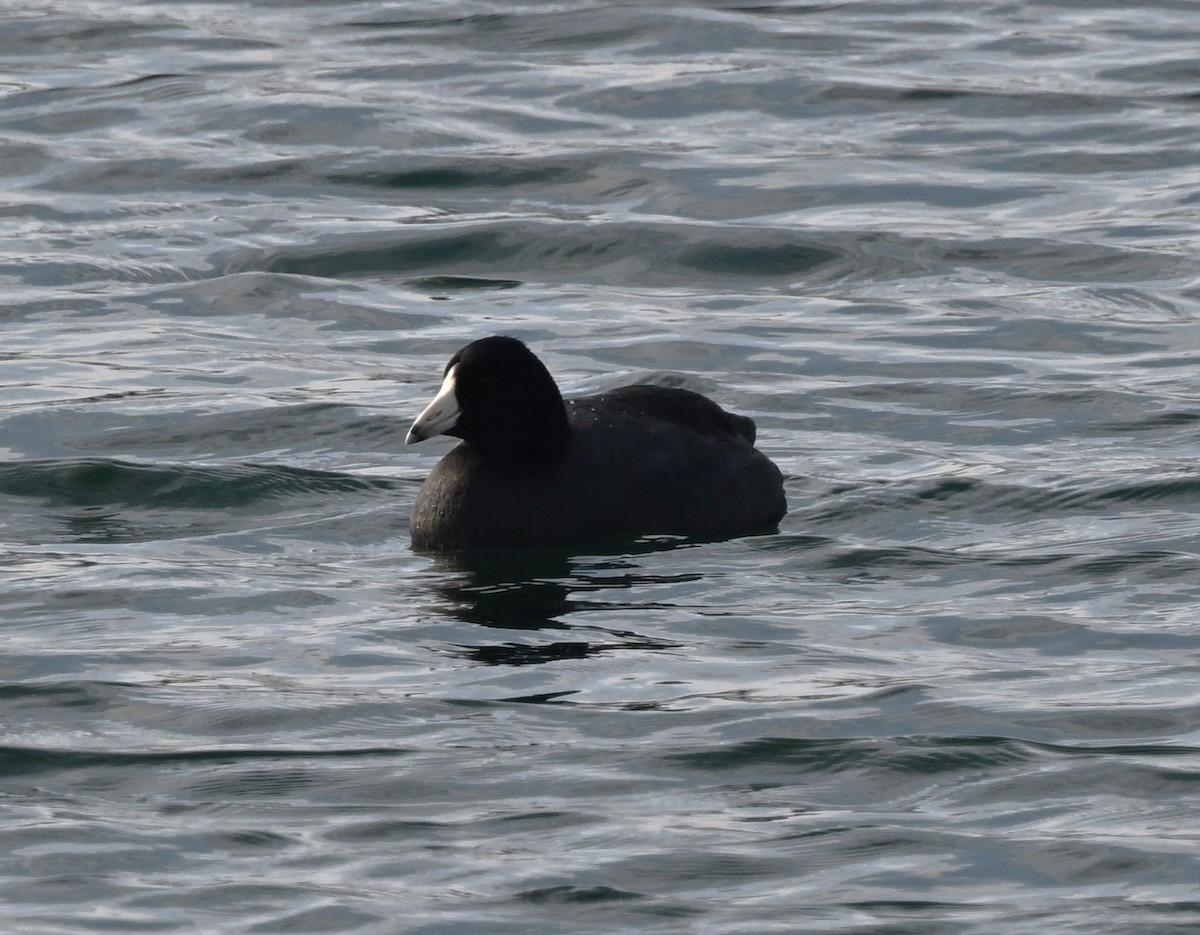 Focha Americana - ML646801929