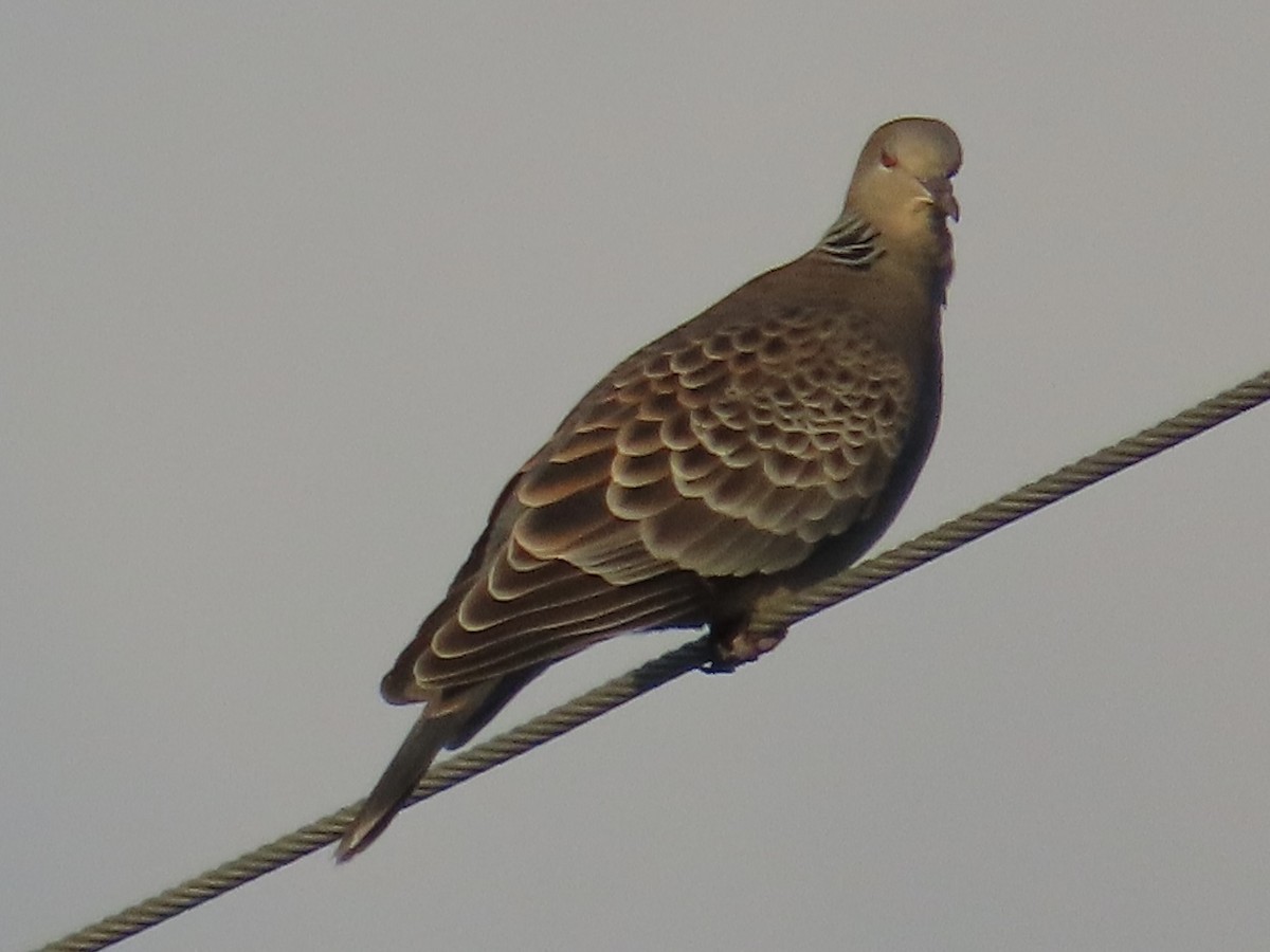 キジバト - ML646801932