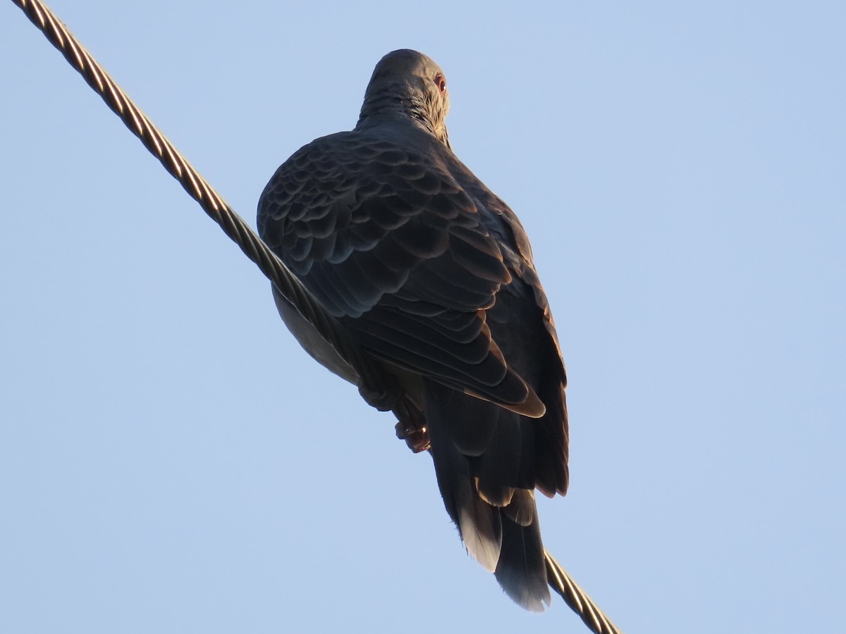 キジバト - ML646801933