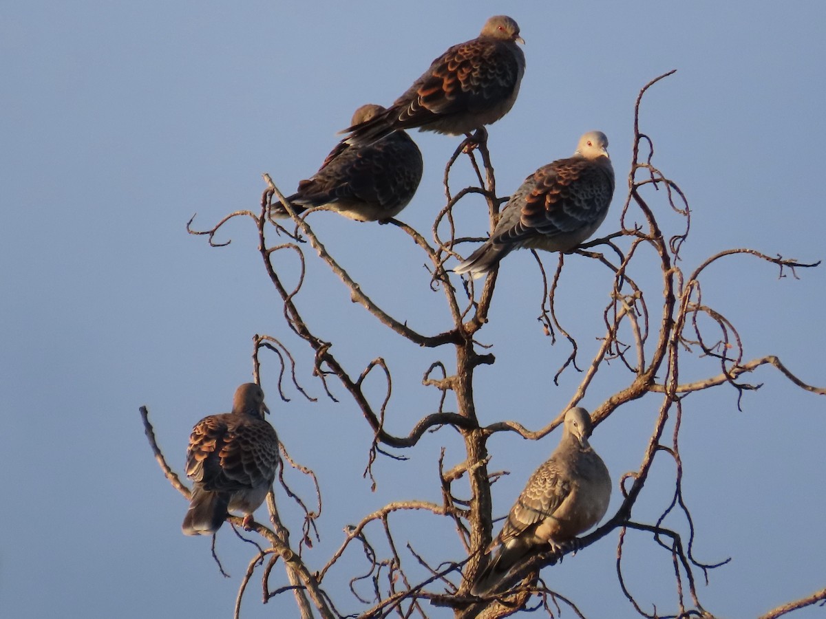 キジバト - ML646801934