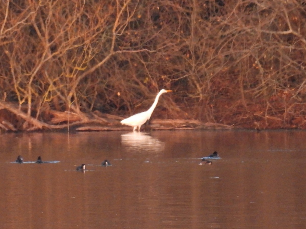 Great Egret - ML646801935