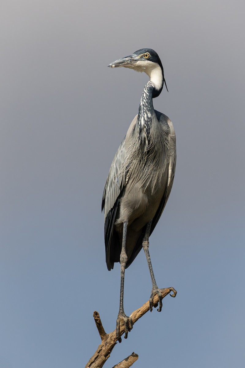 Garza Cabecinegra - ML646801936