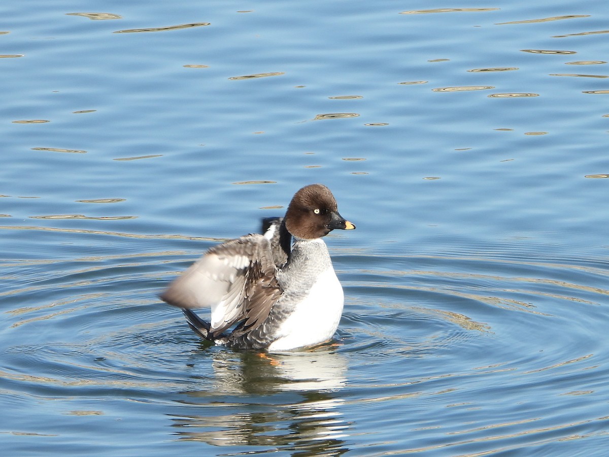Common Goldeneye - ML646801940