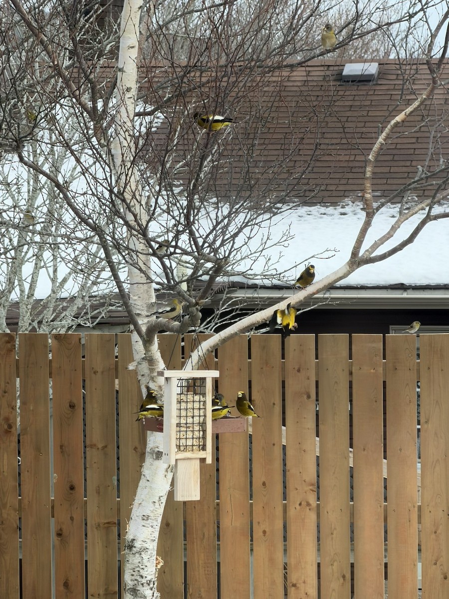 Evening Grosbeak - ML646801942