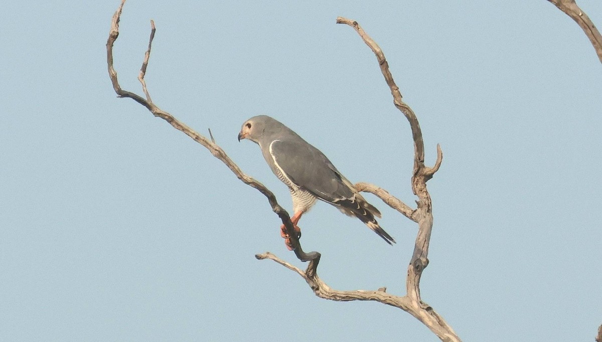 Lizard Buzzard - ML646801943