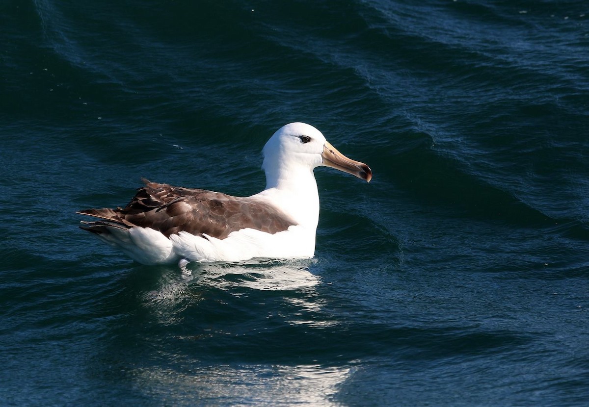 אלבטרוס שחור-גבות - ML646801944