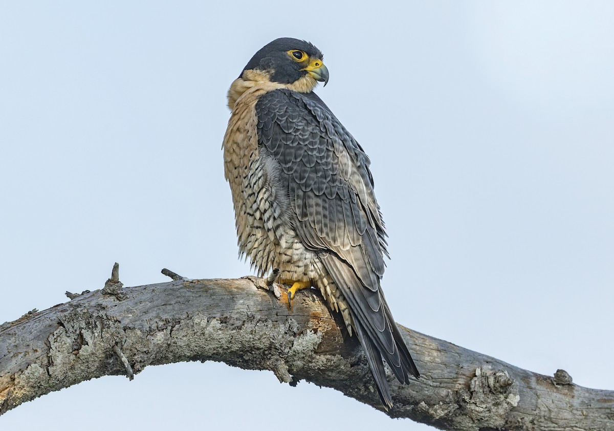 בז נודד - ML646801945