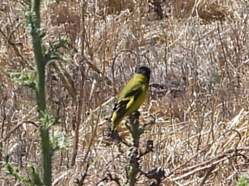 Hooded Siskin - ML646801947