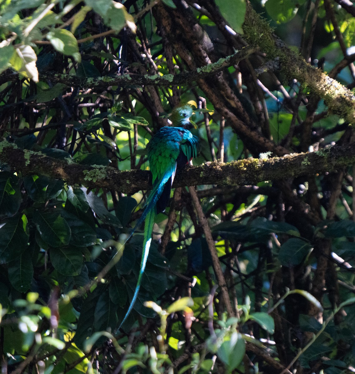 Resplendent Quetzal - ML646801948