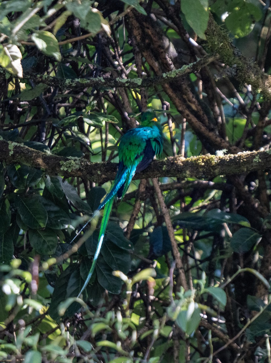 Resplendent Quetzal - ML646801949