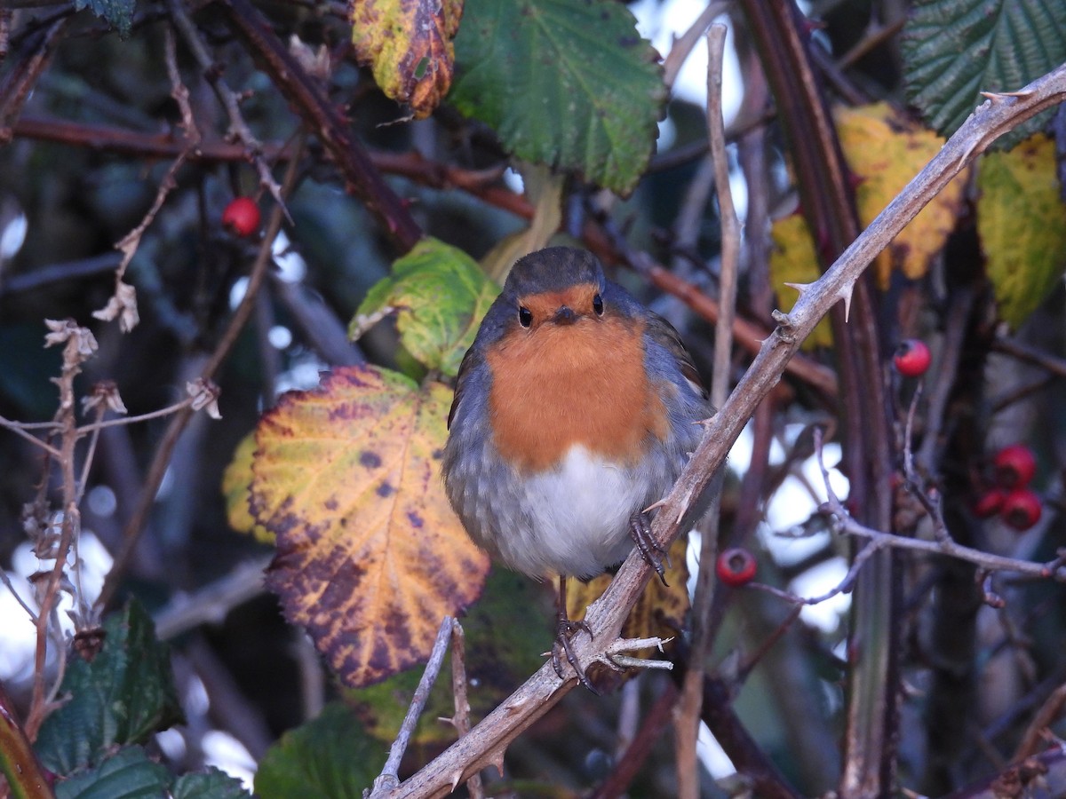 European Robin - ML646801951