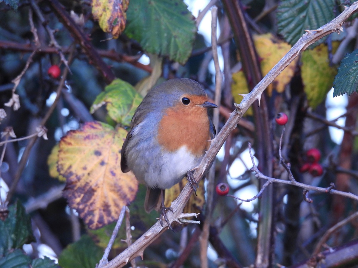 European Robin - ML646801952