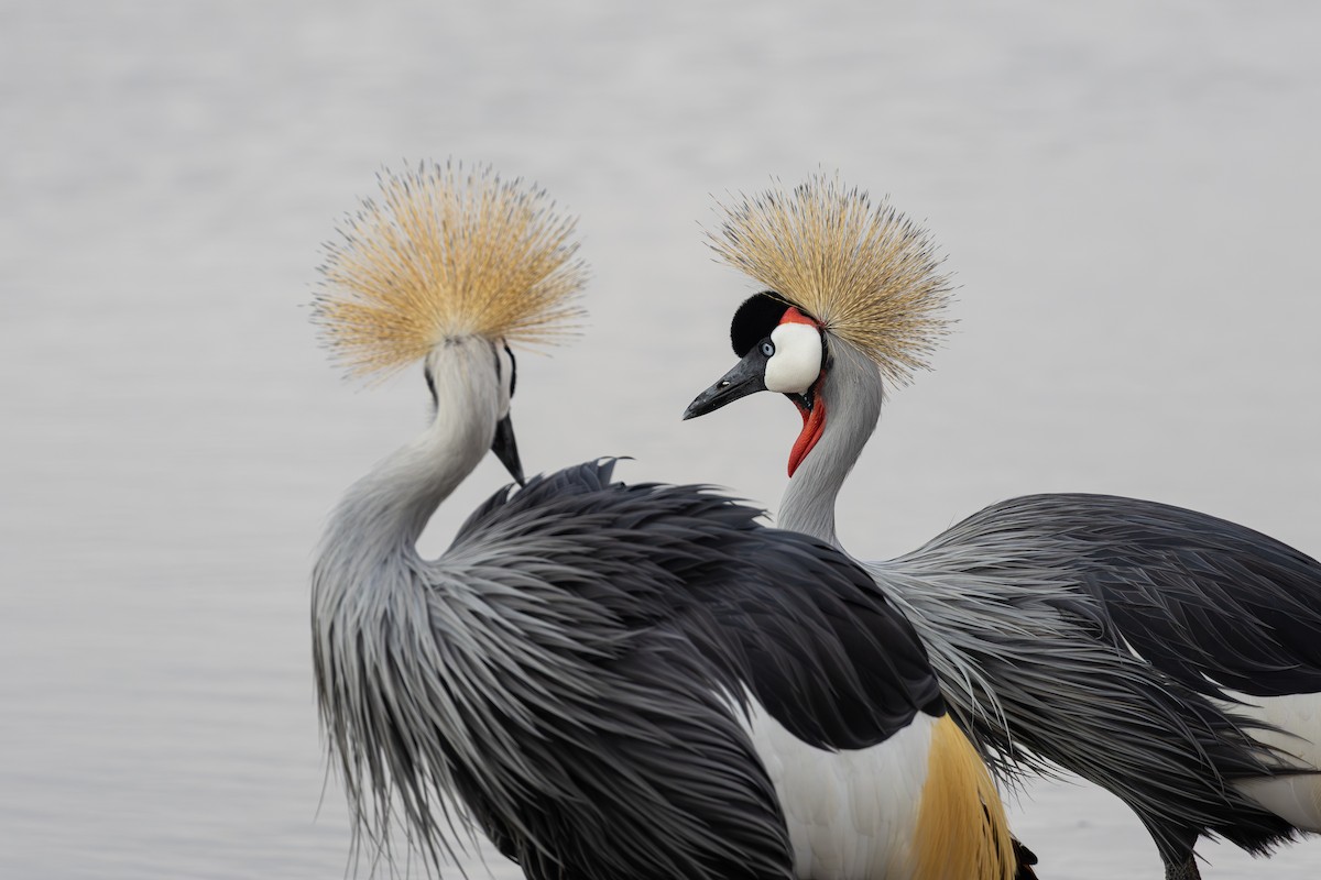 Grulla Coronada Cuelligrís - ML646801953
