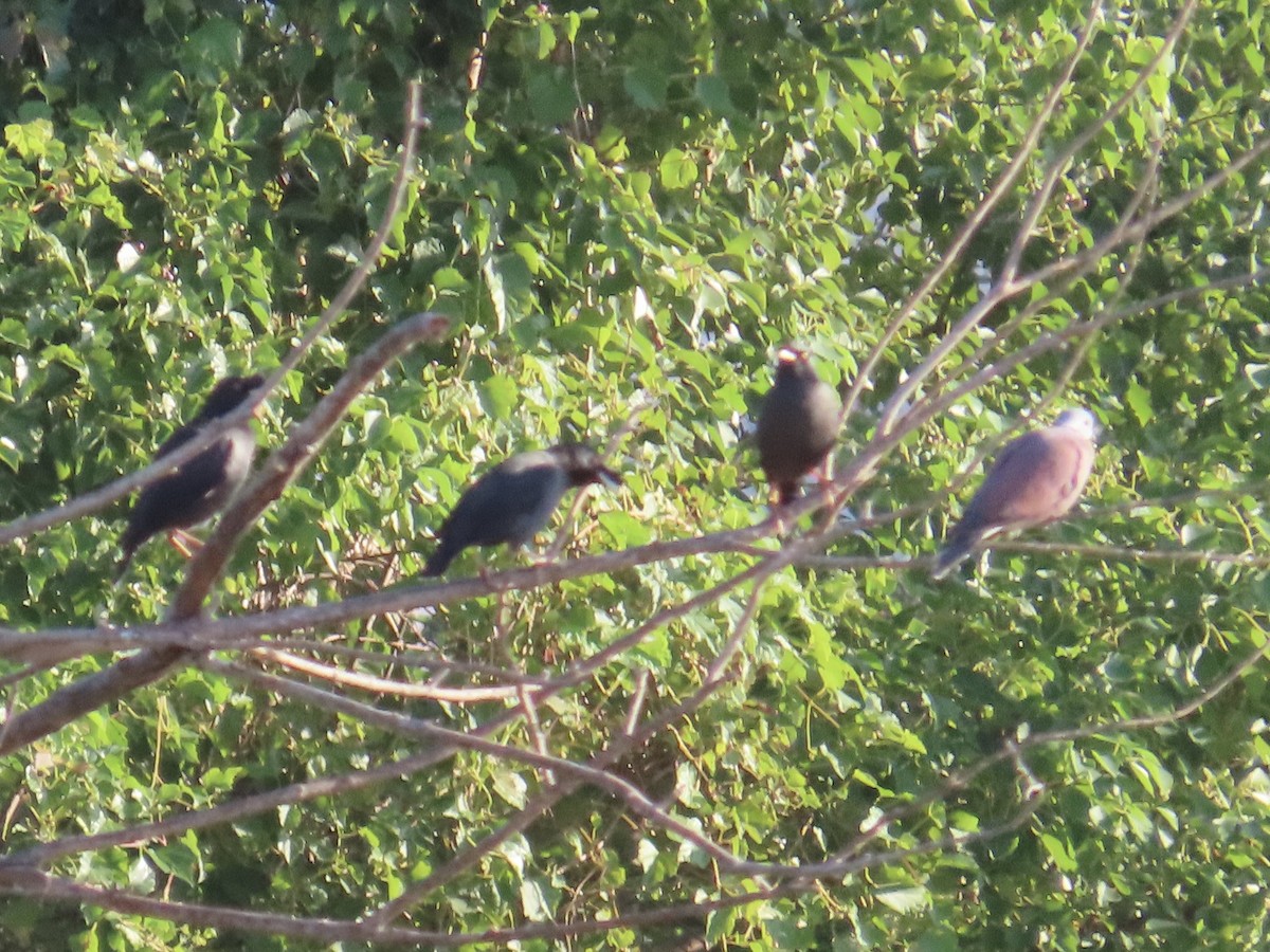 ベニバト - ML646801954