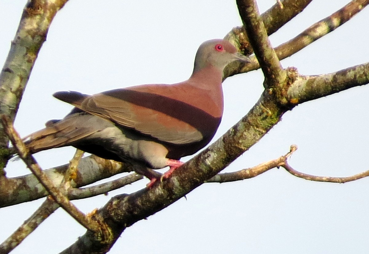 Pale-vented Pigeon - ML646801955