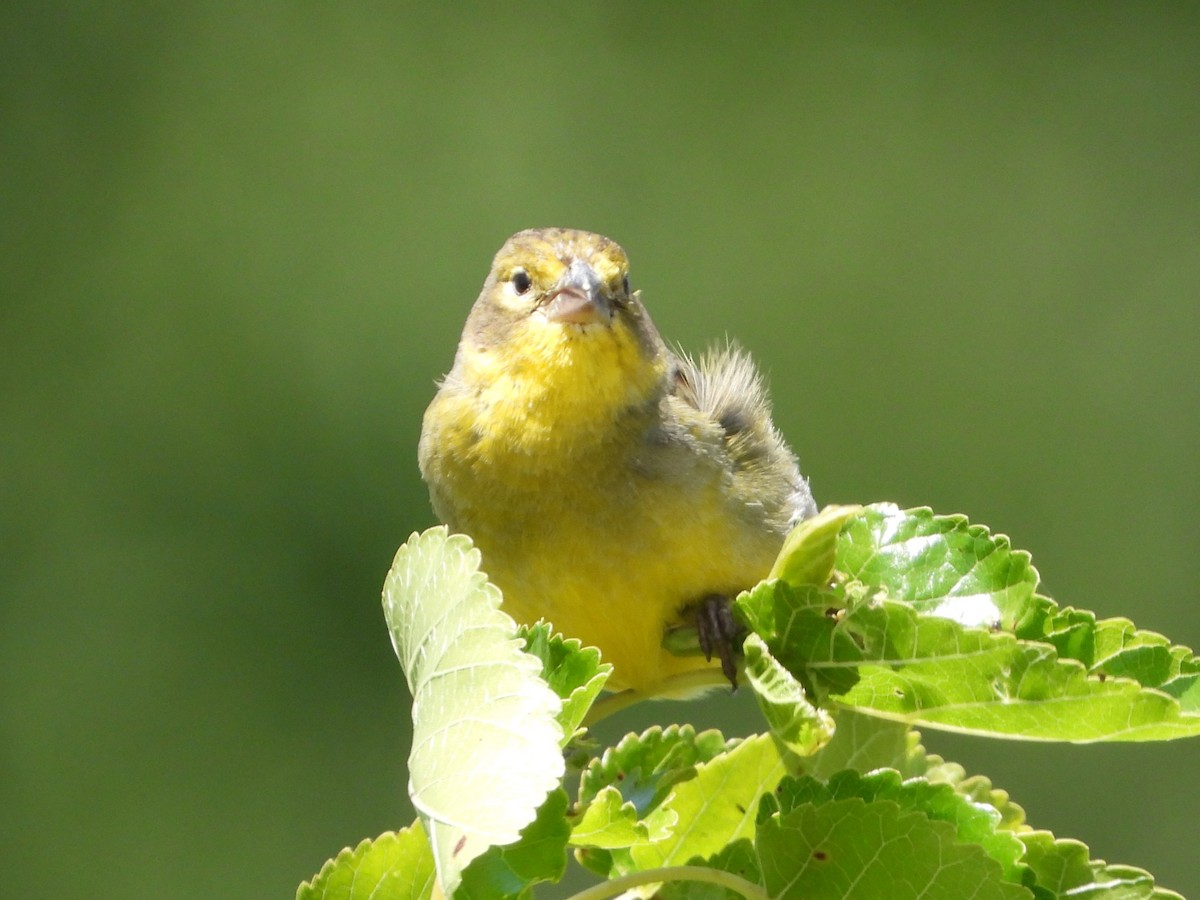 Короткоклювый зерноед - ML646801961
