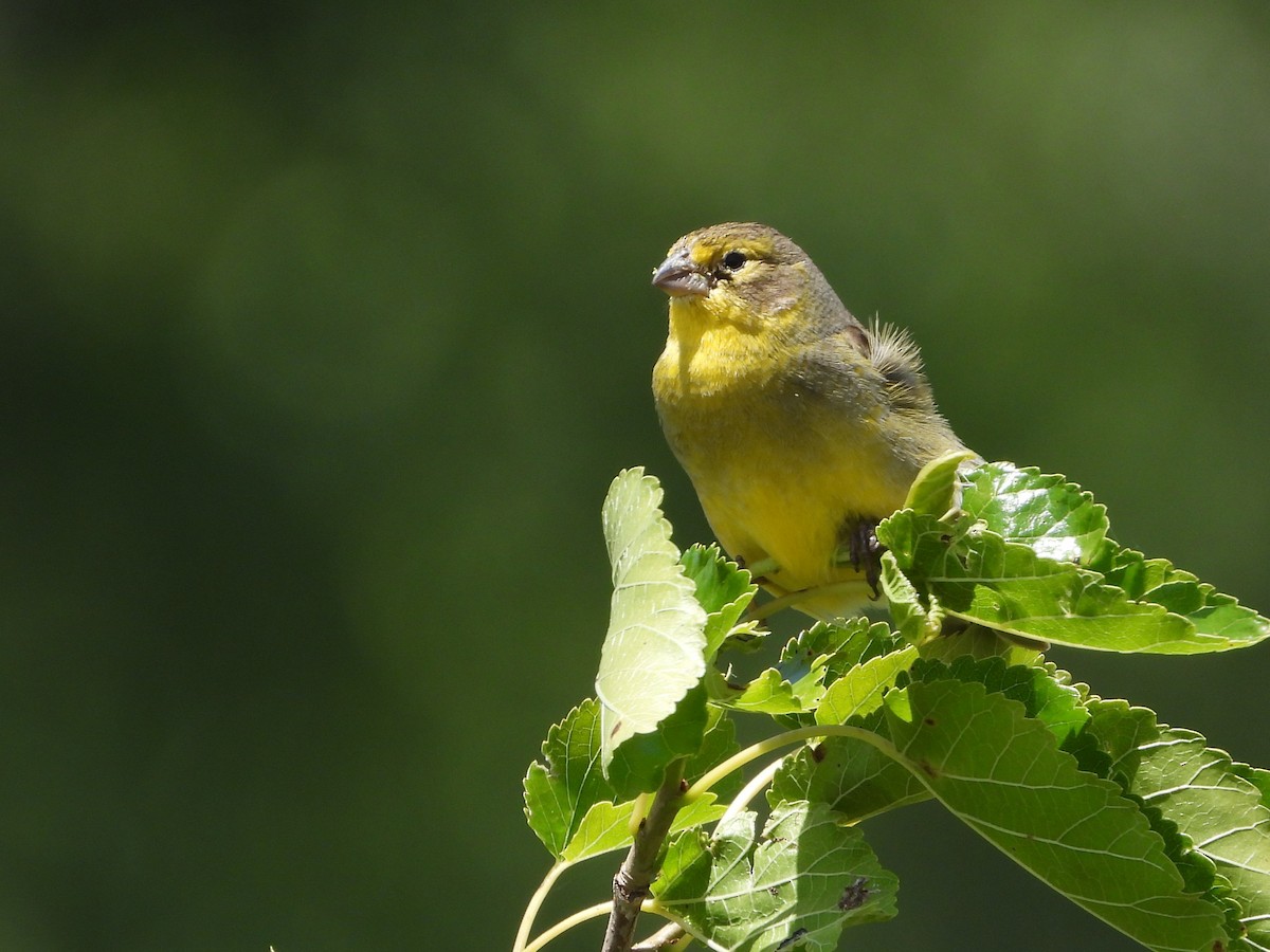 Короткоклювый зерноед - ML646801962