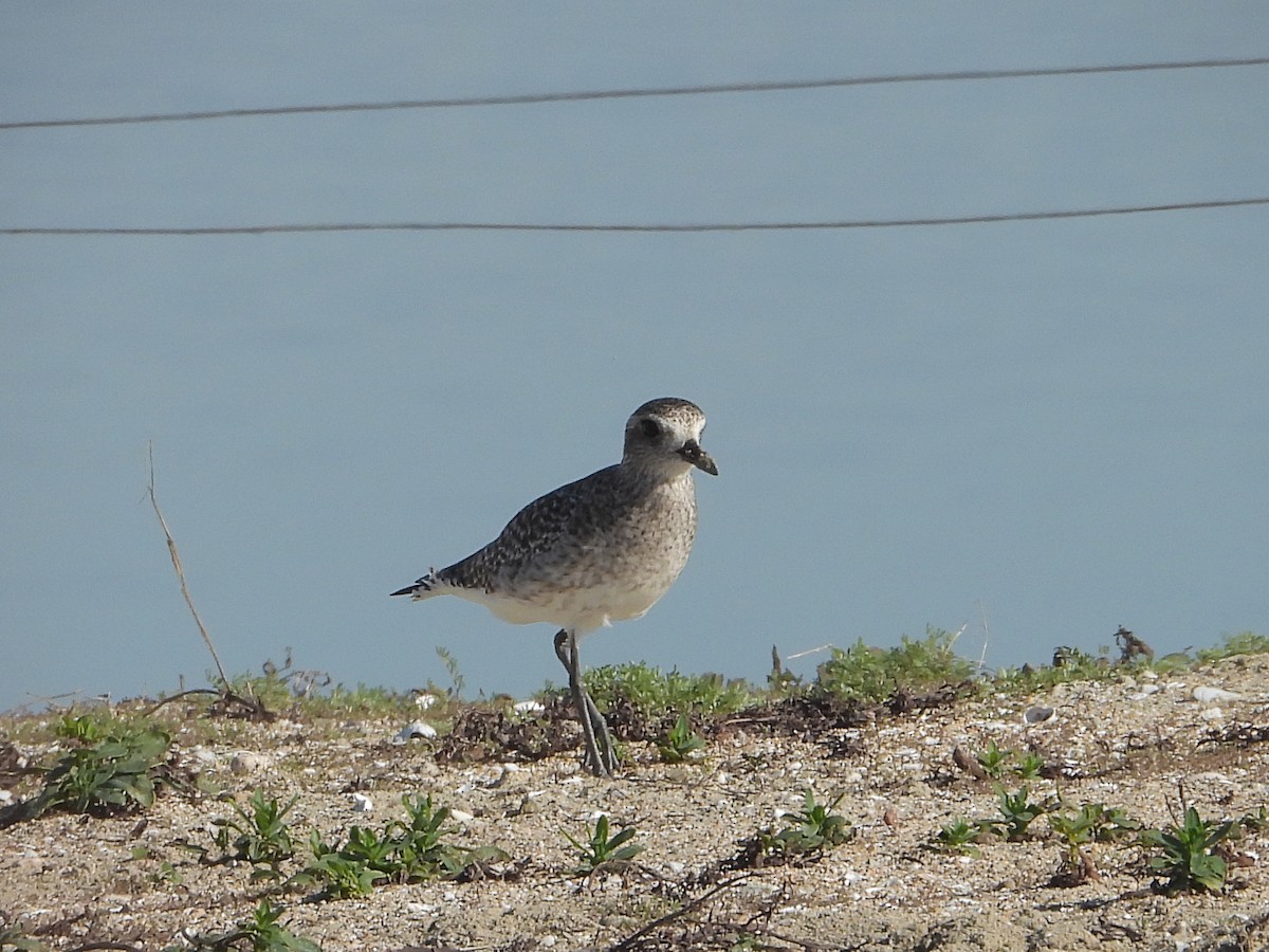 Black-bellied Plover - ML646801964