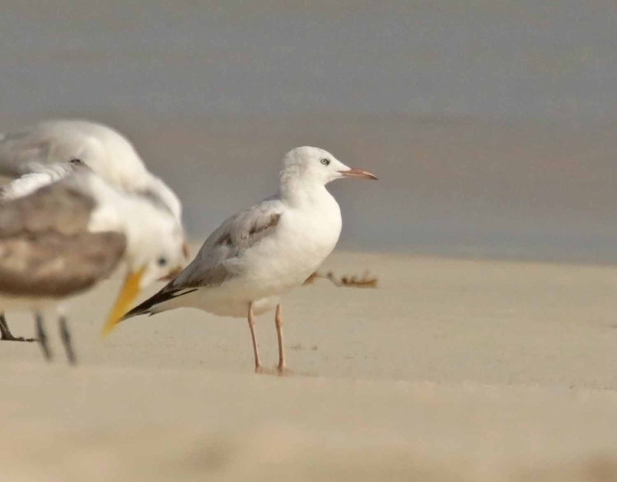 Slender-billed Gull - ML646801968