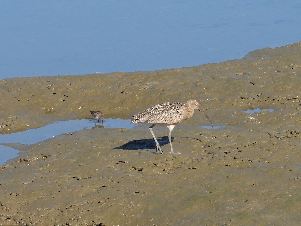 Long-billed Curlew - ML646801969