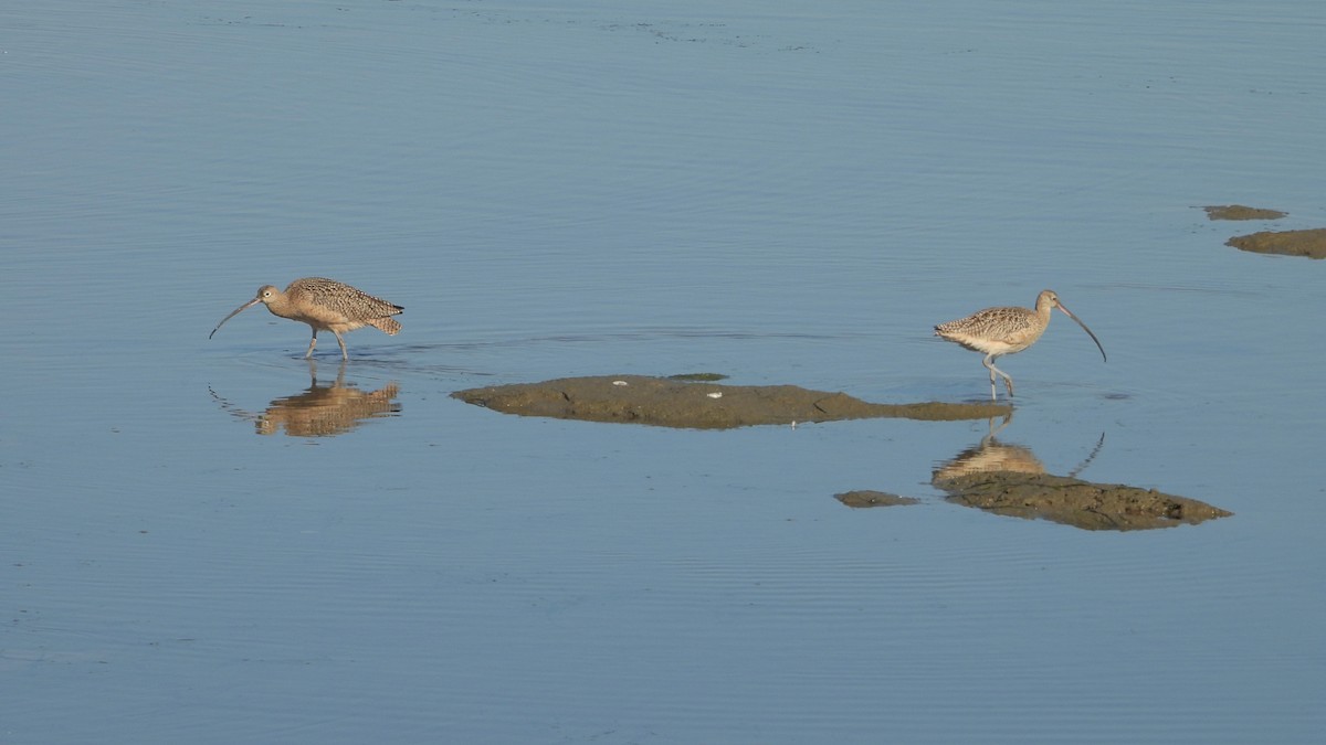 Long-billed Curlew - ML646801970