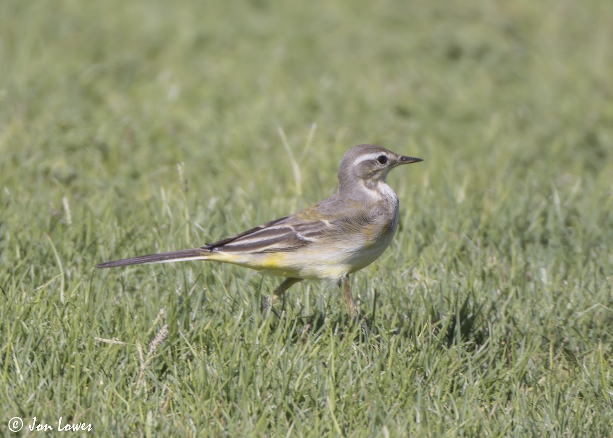 gulerle - ML646801972