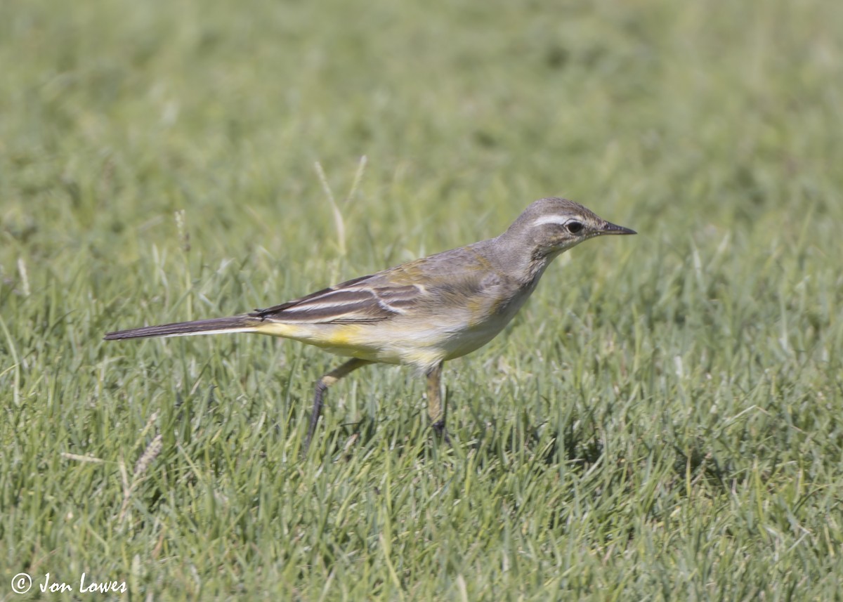 gulerle - ML646801973