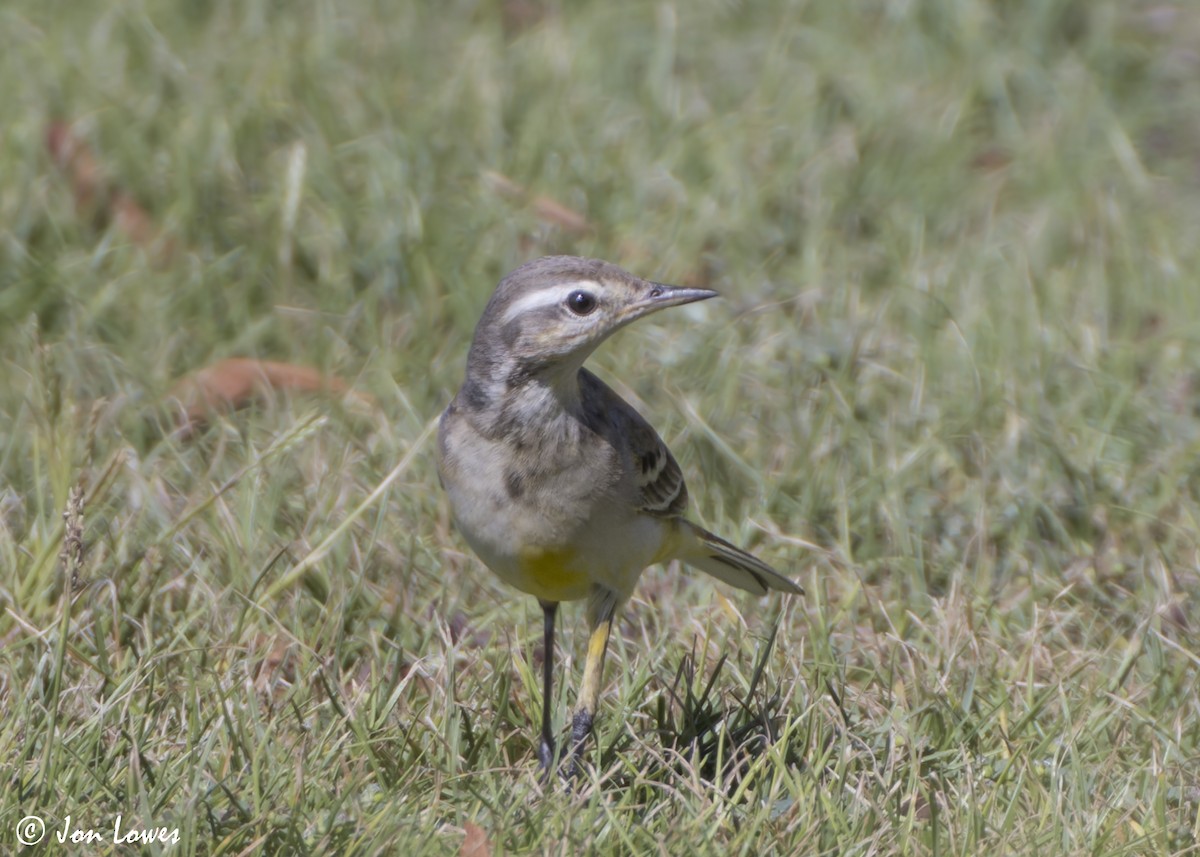 gulerle - ML646801974