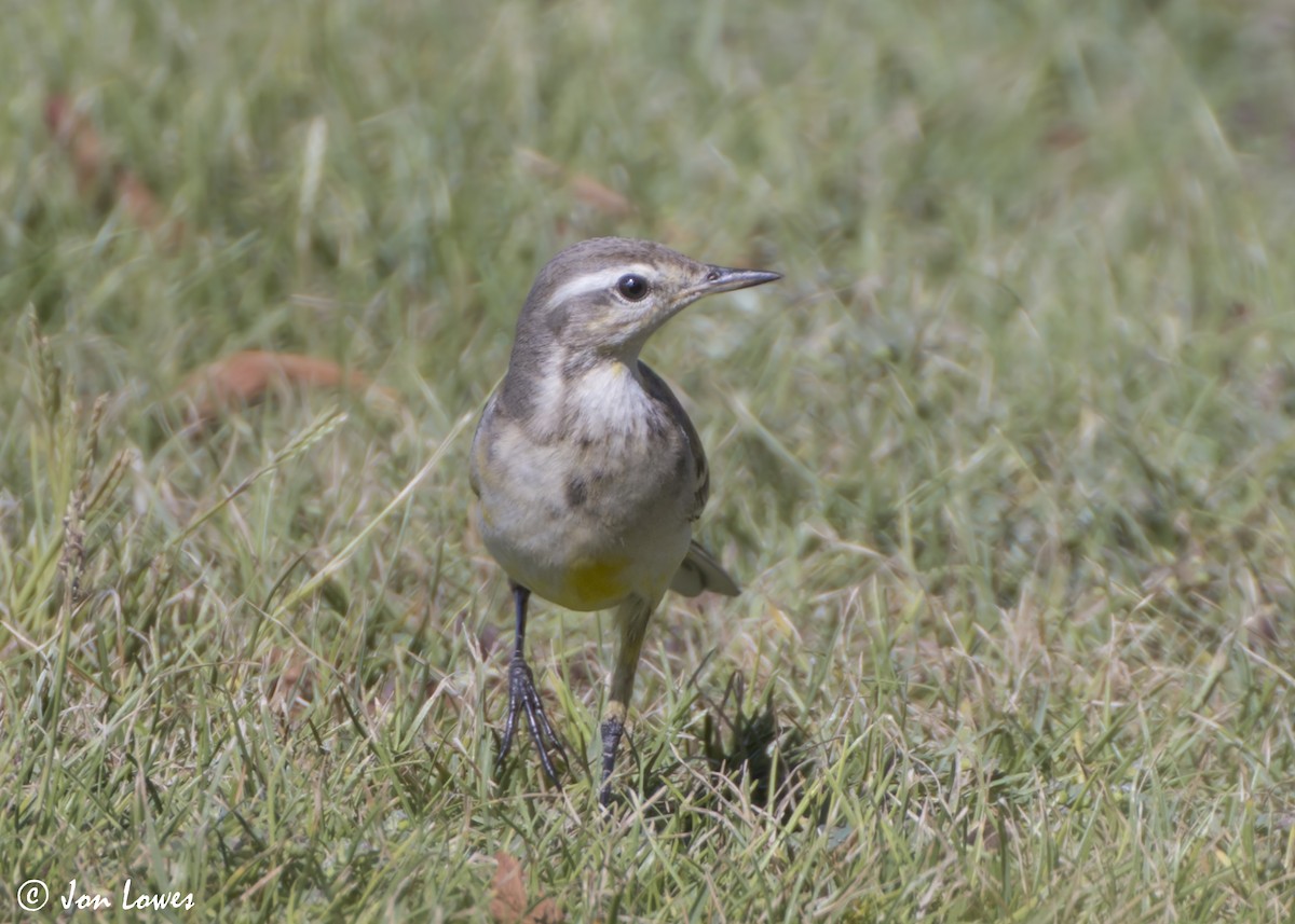 gulerle - ML646801975