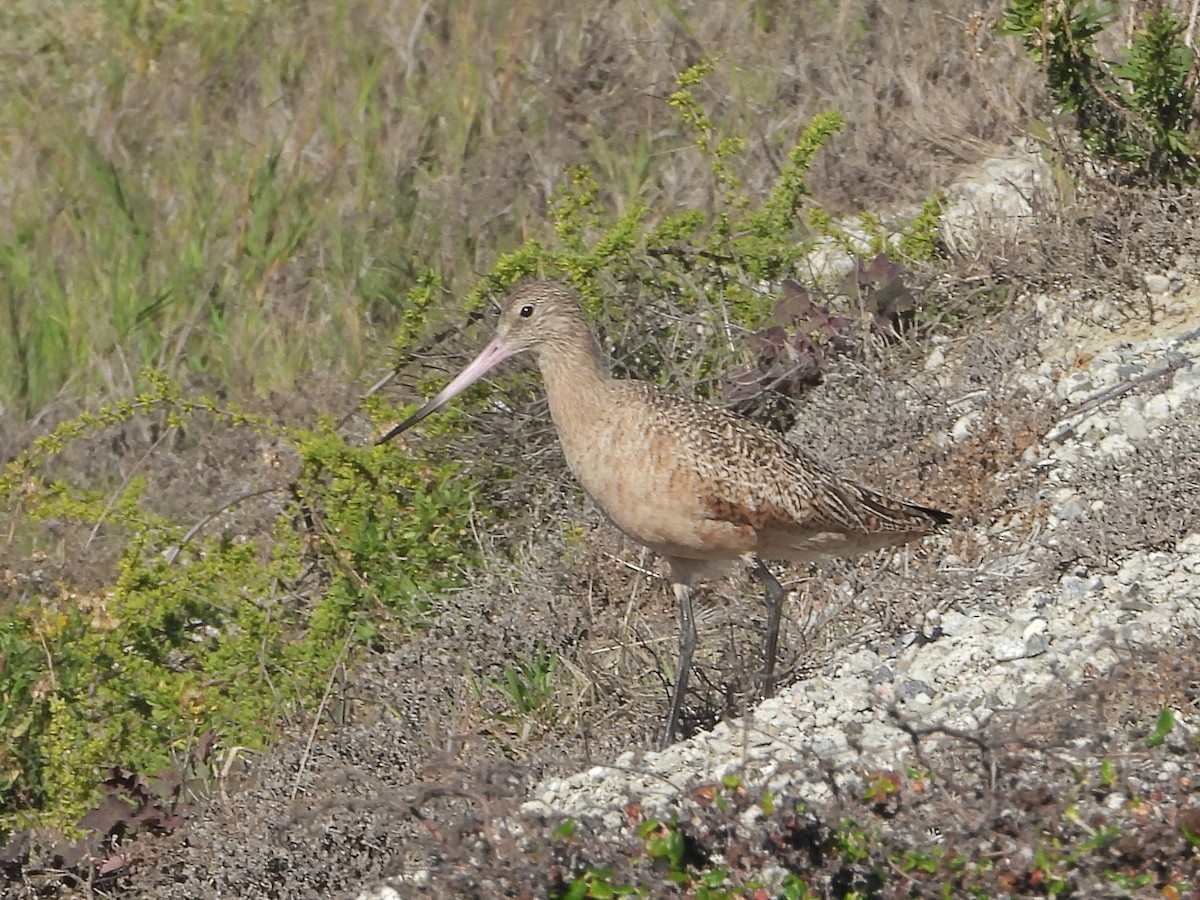 Marbled Godwit - ML646801976