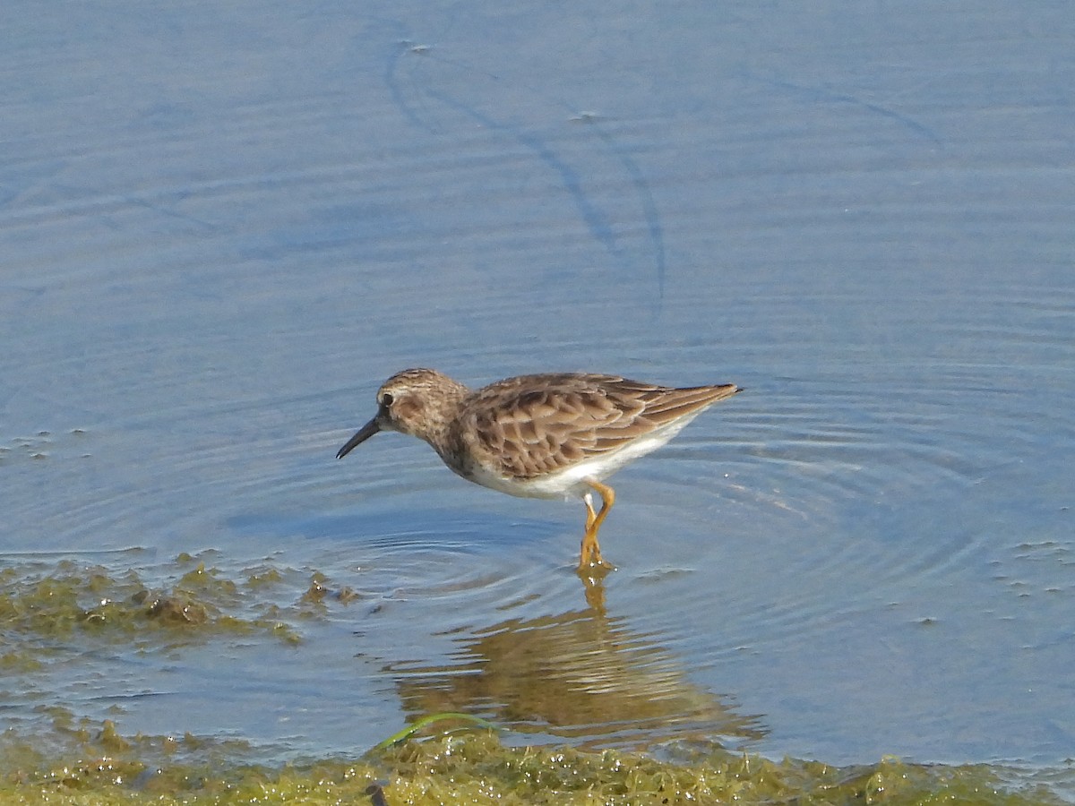 Least Sandpiper - ML646801979